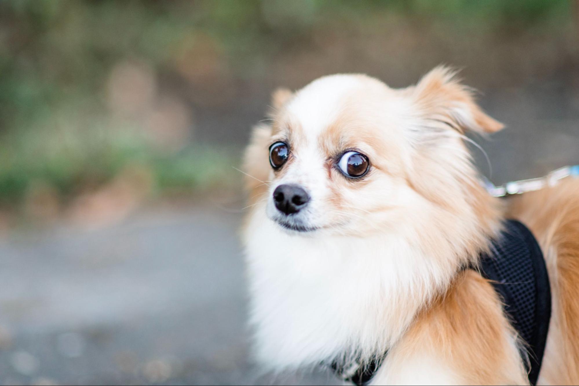 Stressed chihuahua highlighting how hard the choice of the right cloud deployment model can be.